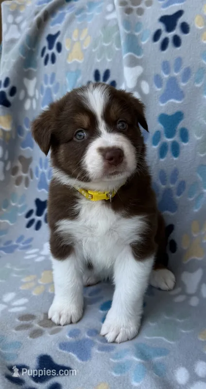 Yellow Collar  – Australian Shepherd puppy for sale in Live Oak, FL