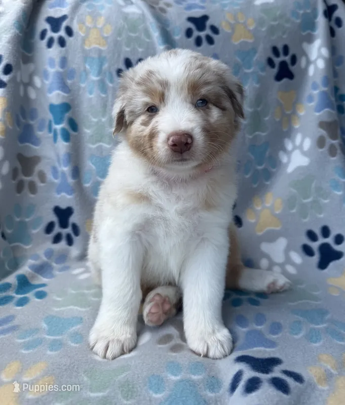 Pink Collar  – Australian Shepherd puppy for sale in Live Oak, FL