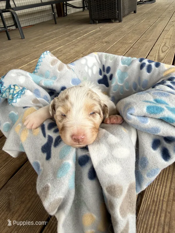 Pink Collar  – Australian Shepherd puppy for sale in Live Oak, FL