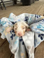 Pink Collar , a female Australian Shepherd for sale in Live Oak, FL – Photo 1 of 2