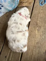 Pink Collar , a female Australian Shepherd for sale in Live Oak, FL – Photo 2 of 2