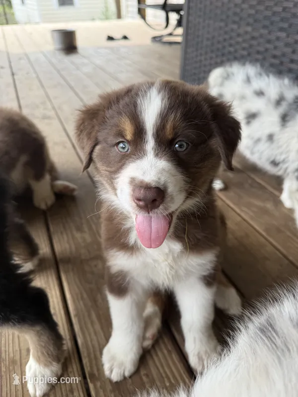 Yellow Collar  – Australian Shepherd puppy on hold in Live Oak, FL