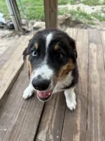 Blaze , a male Australian Shepherd for sale in Live Oak, FL – 8 of 10