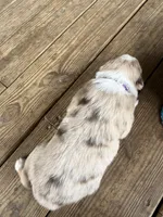 Purple Collar , a female Australian Shepherd for sale in Live Oak, FL – Photo 3 of 3