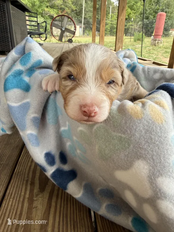 Purple Collar  – Australian Shepherd puppy for sale in Live Oak, FL