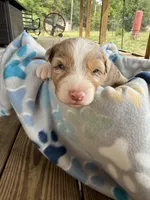 Purple Collar , a female Australian Shepherd for sale in Live Oak, FL – Photo 1 of 3