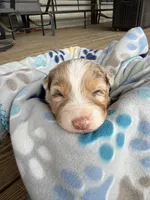 Purple Collar , a female Australian Shepherd for sale in Live Oak, FL – Photo 2 of 3