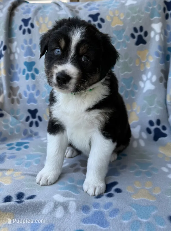 Green Collar  – Australian Shepherd puppy for sale in Live Oak, FL