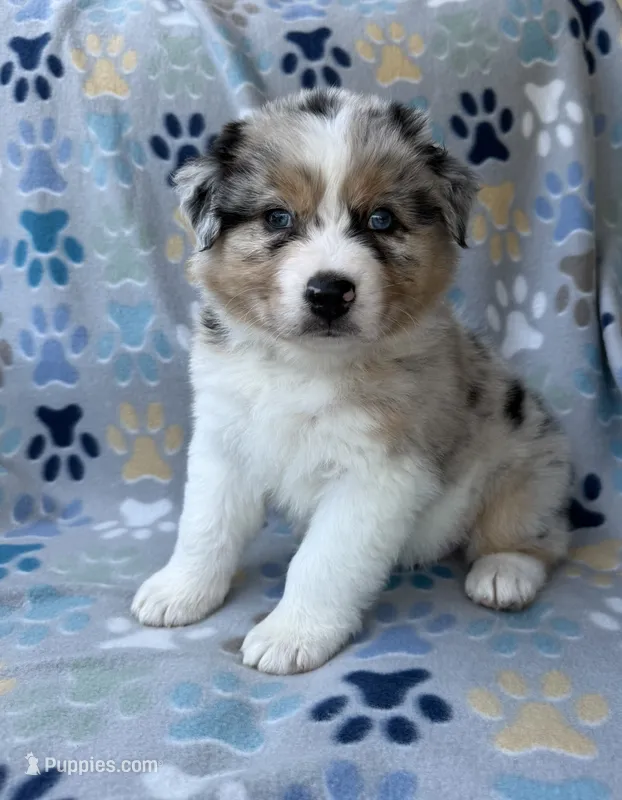 Black Collar  – Australian Shepherd puppy for sale in Live Oak, FL