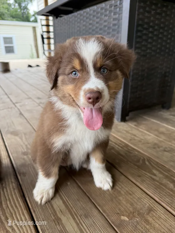 Light Blue Collar  – Australian Shepherd puppy on hold in Live Oak, FL