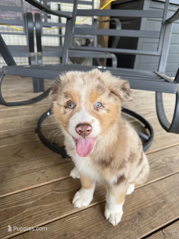 Purple Collar  – Australian Shepherd puppy for sale in Live Oak, FL
