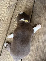 Yellow Collar , a female Australian Shepherd for sale in Live Oak, FL – Photo 3 of 3