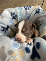 Yellow Collar , a female Australian Shepherd for sale in Live Oak, FL – Photo 1 of 3