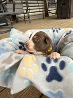 Yellow Collar , a female Australian Shepherd for sale in Live Oak, FL – Photo 2 of 3