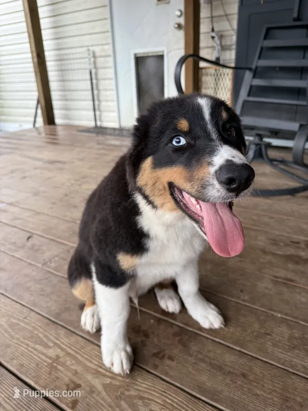 Blaze  – Australian Shepherd puppy for sale in Live Oak, FL