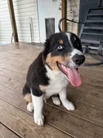 Blaze , a male Australian Shepherd for sale in Live Oak, FL – 1 of 10