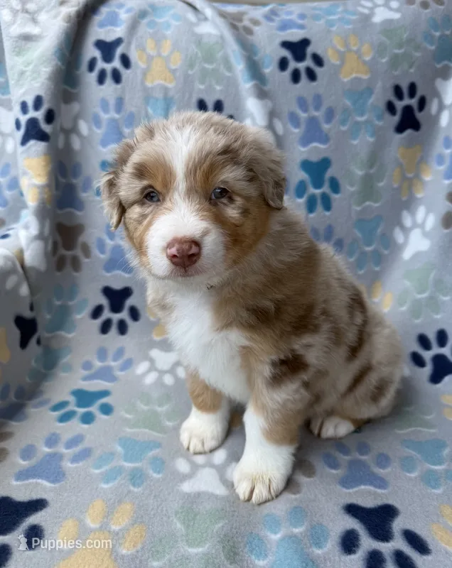 Purple Collar  – Australian Shepherd puppy for sale in Live Oak, FL