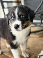 Green Collar , a male Australian Shepherd for sale in Live Oak, FL – 7 of 8