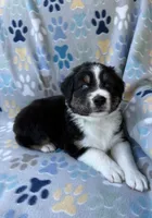 Green Collar , a male Australian Shepherd for sale in Live Oak, FL – 6 of 8