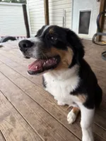 Blaze , a male Australian Shepherd for sale in Live Oak, FL – 7 of 10
