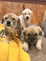 Flash, a male Anatolian Shepherd Dog for sale in Flagstaff, AZ – 2 of 4