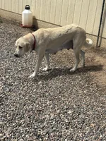 Flash, a male Anatolian Shepherd Dog for sale in Flagstaff, AZ – 3 of 4