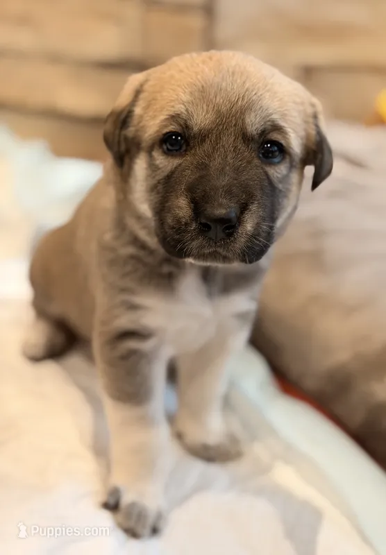 Flash – Anatolian Shepherd Dog puppy for sale in Flagstaff, AZ