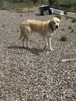Flash, a male Anatolian Shepherd Dog for sale in Flagstaff, AZ – 4 of 4