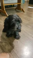 Luna, a female Yorkipoo for sale in Lead Hill, AR – 1 of 4