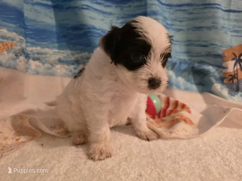 Fluttershy – Yorkipoo puppy for sale in Lead Hill, AR