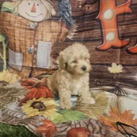 Charlie , a male Maltipoo for sale in Lead Hill, AR – 2 of 3