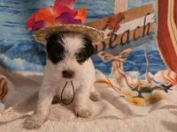Fluttershy, a female Yorkipoo for sale in Lead Hill, AR – 3 of 4