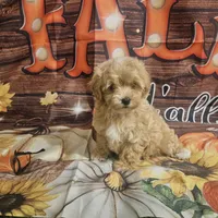 Rosa lee, a female Maltipoo for sale in Lead Hill, AR – 3 of 4