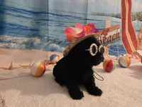Luna, a female Yorkipoo for sale in Lead Hill, AR – 4 of 6