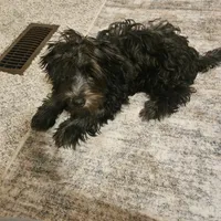 Luna, a female Yorkipoo for sale in Lead Hill, AR – 3 of 4