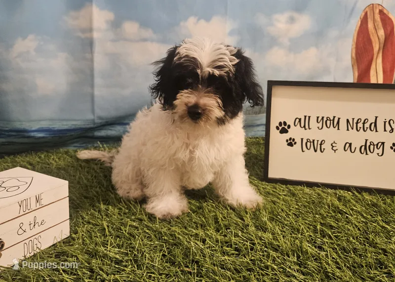 Hercules – Yorkipoo puppy for sale in Lead Hill, AR