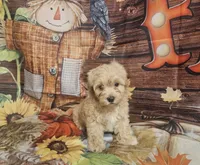Charlie , a male Maltipoo for sale in Lead Hill, AR – 3 of 3
