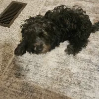 Luna, a female Yorkipoo for sale in Lead Hill, AR – 2 of 4