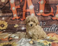 Rosa lee, a female Maltipoo for sale in Lead Hill, AR – 4 of 4