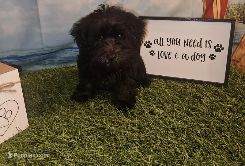 Luna – Yorkipoo puppy for sale in Lead Hill, AR