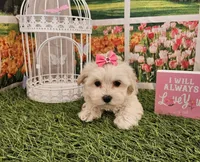 Lady, a female Maltipoo for sale in Lead Hill, AR – Photo 1 of 3