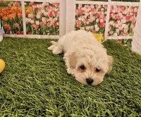 Lady, a female Maltipoo for sale in Lead Hill, AR – Photo 2 of 3