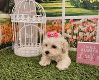 Lady, a female Maltipoo for sale in Lead Hill, AR – Photo 3 of 3