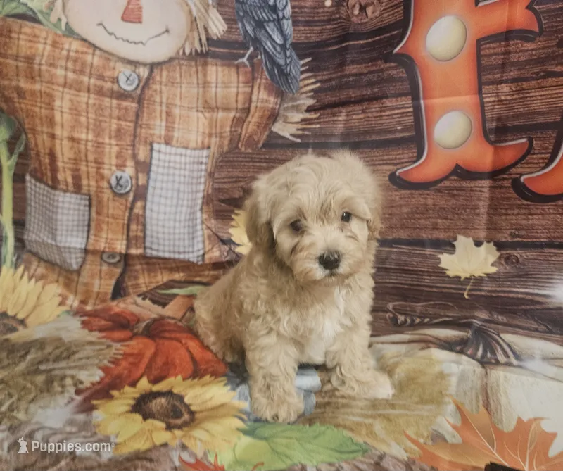 Charlie  – Maltipoo puppy for sale in Lead Hill, AR