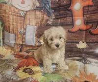 Charlie , a male Maltipoo for sale in Lead Hill, AR – 1 of 3