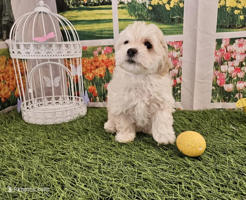 Peedie, a male Maltipoo for sale in Lead Hill, AR – Photo 1 of 2