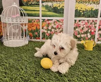 Peedie, a male Maltipoo for sale in Lead Hill, AR – Photo 2 of 2