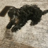 Luna, a female Yorkipoo for sale in Lead Hill, AR – 4 of 4