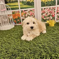 Scamp, a male Maltipoo for sale in Lead Hill, AR – Photo 3 of 3