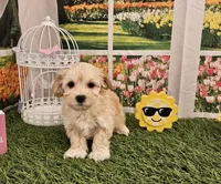 Scamp, a male Maltipoo for sale in Lead Hill, AR – Photo 1 of 3